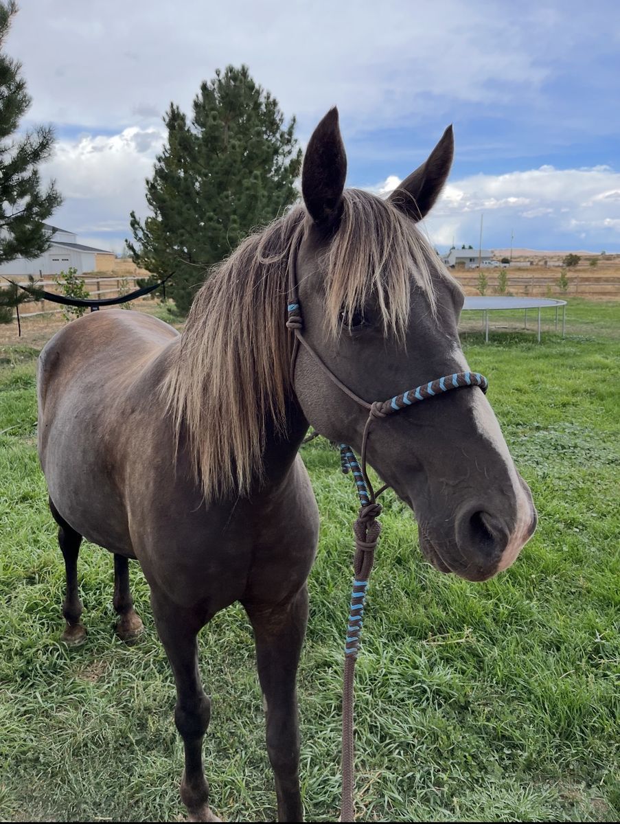 Registered Kentucky Mountain Saddle kids horse and or Broodmare !