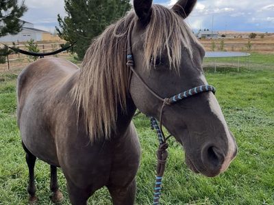 Registered Kentucky Mountain Saddle kids horse and or Broodmare !