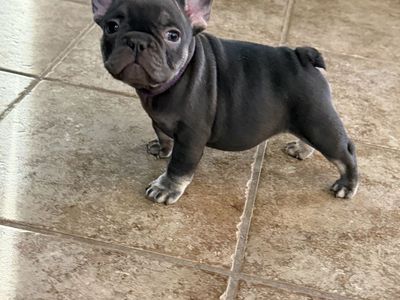 AKC French Bulldog 1 girl left! Has Rojo!