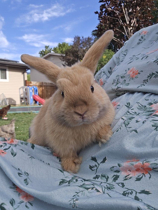 Holland Lop female