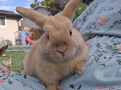 Holland Lop female