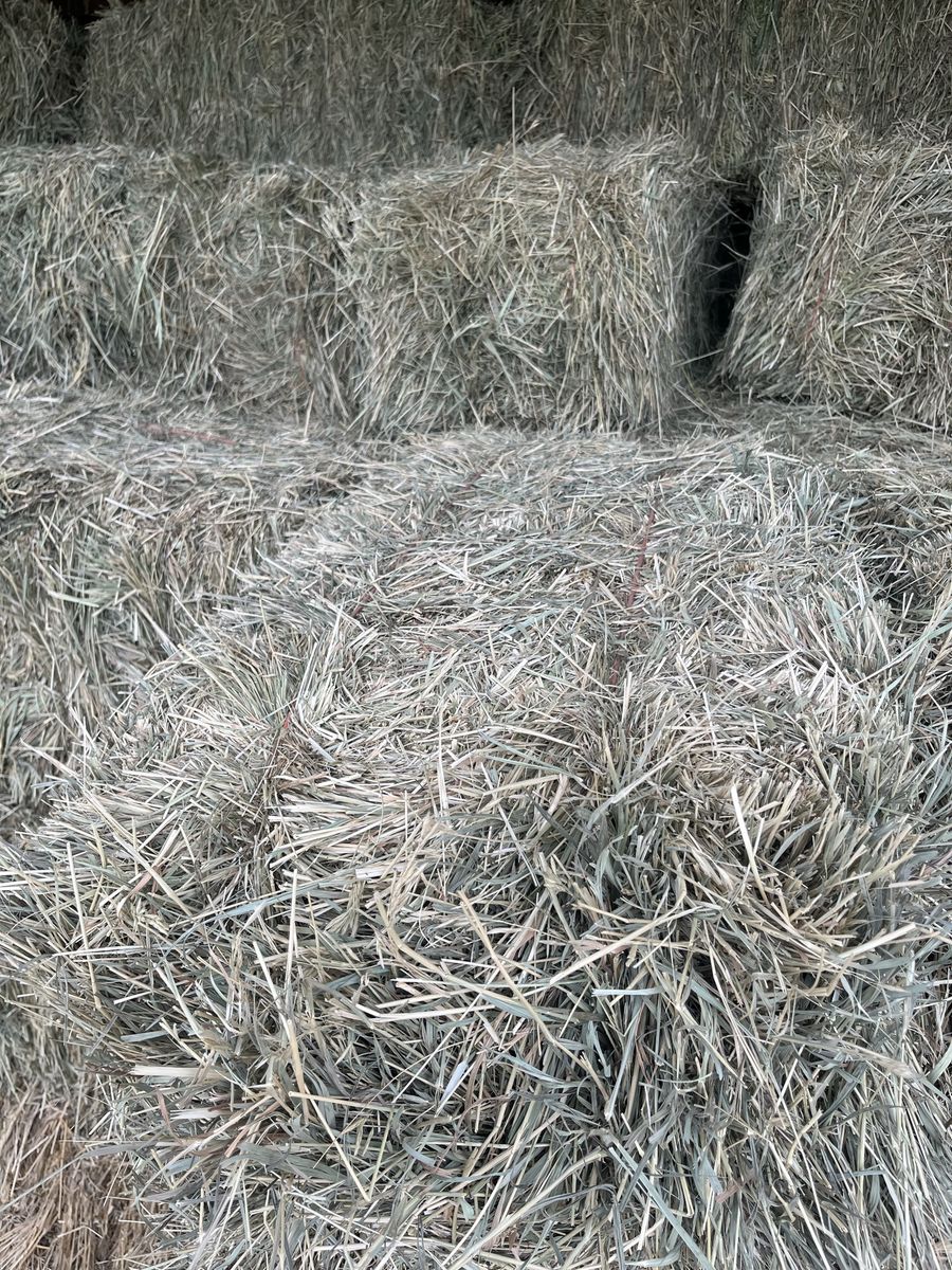 Grass Hay