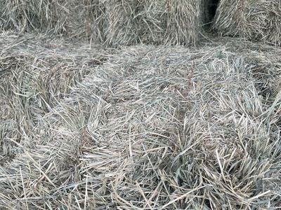 Grass Hay