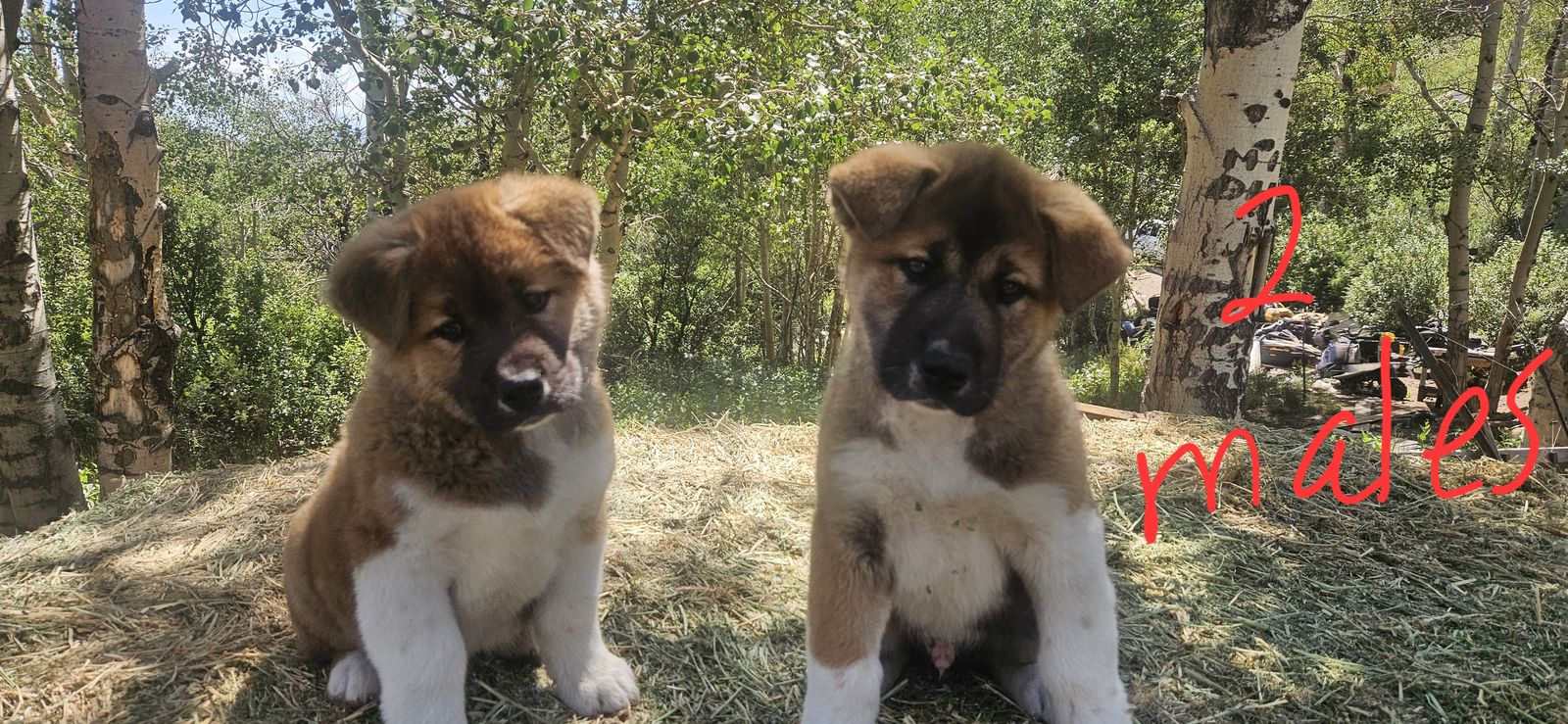 Akita puppies for sale