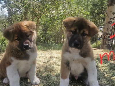 Akita puppies for sale