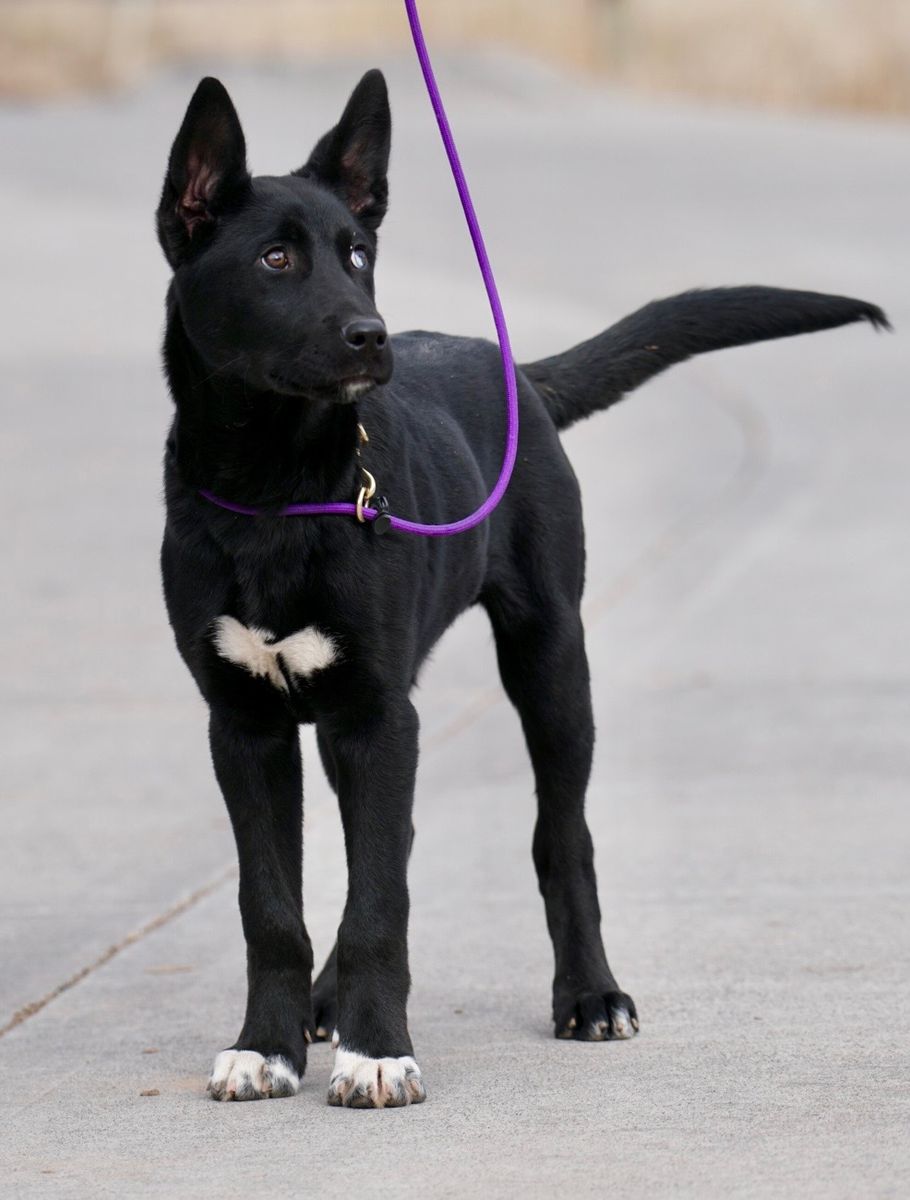 Lochlan 4 mon Husky mix Elevated K9 Working Dog Rescue