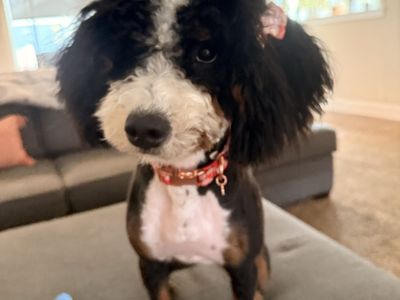 Mini Bernedoodle