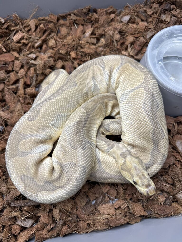 Proven Breeder Woma Clown