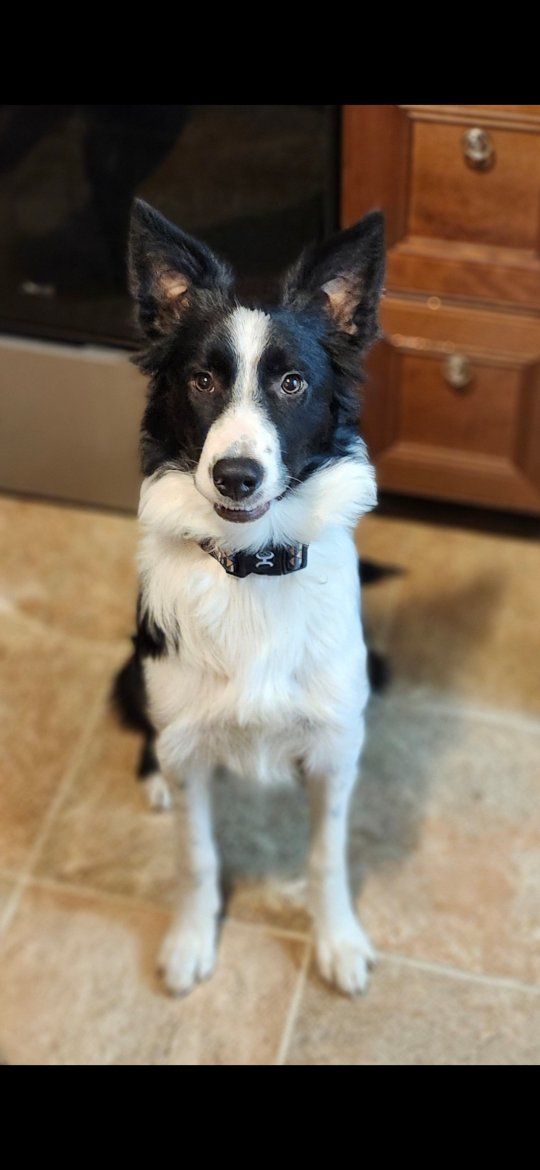 Female Border Collie Looking for the Right Home 🤍