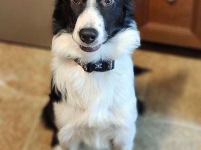 Female Border Collie Looking for the Right Home 🤍