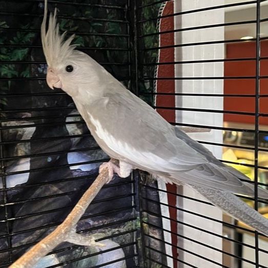 Baby Cinnamon White Face Cockatiel