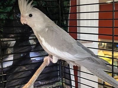 Baby Cinnamon White Face Cockatiel