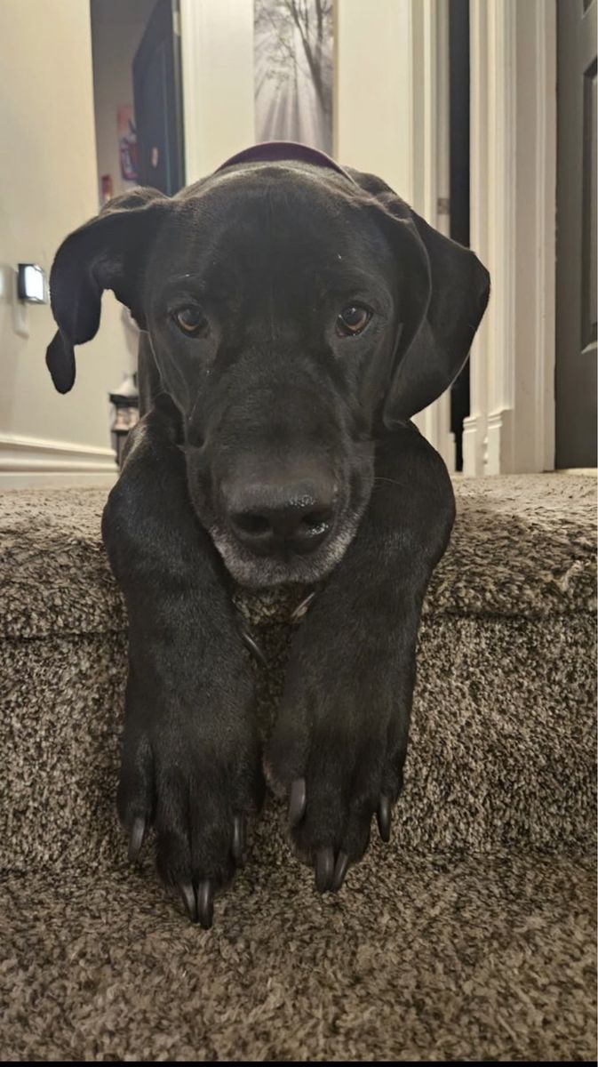 4 year old Great Dane
