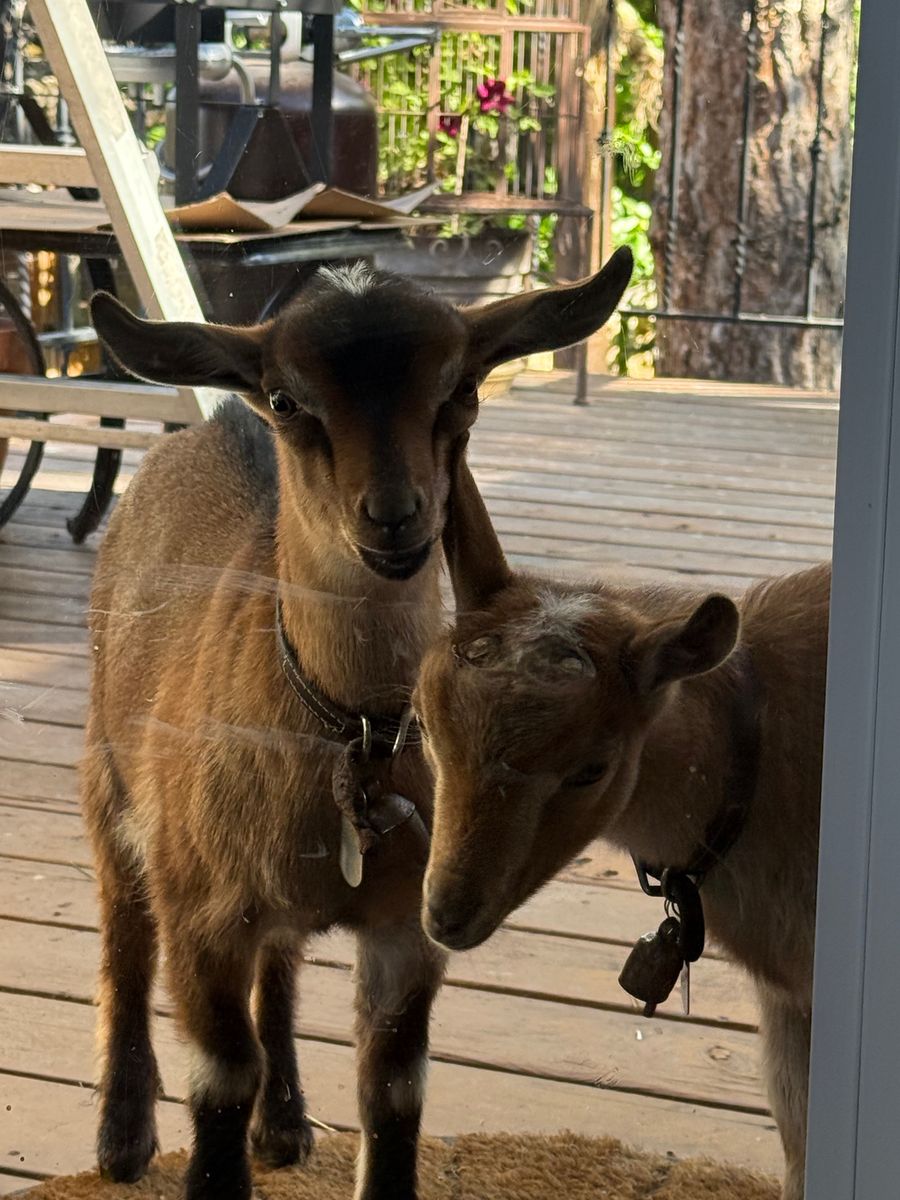 Baby goats