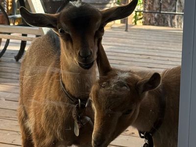 Baby goats