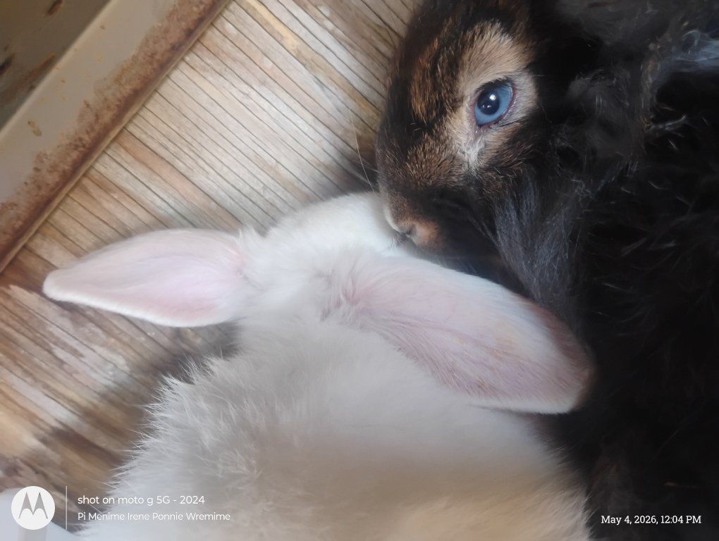 young bunnies for sale