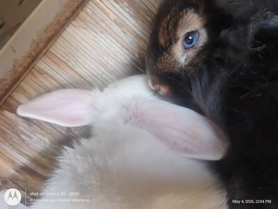 young bunnies for sale