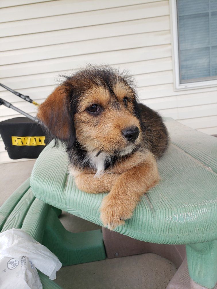Mini Shorkie Aussie Shepherd