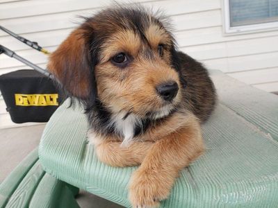 Mini Shorkie Aussie Shepherd