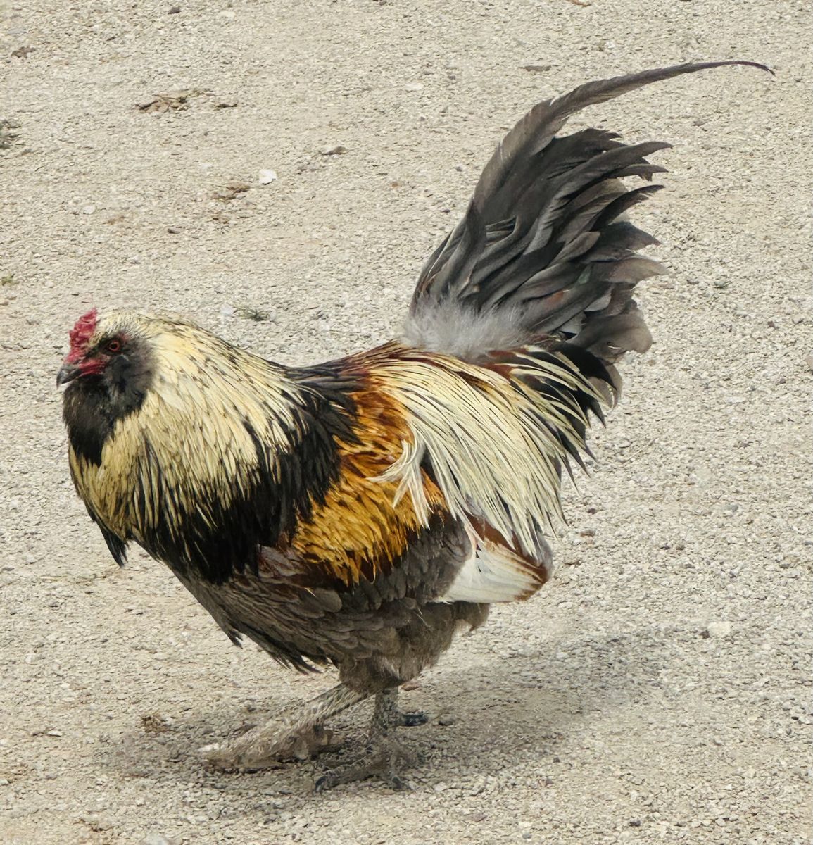 Free Americauna Rooster