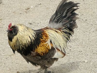 Free Americauna Rooster