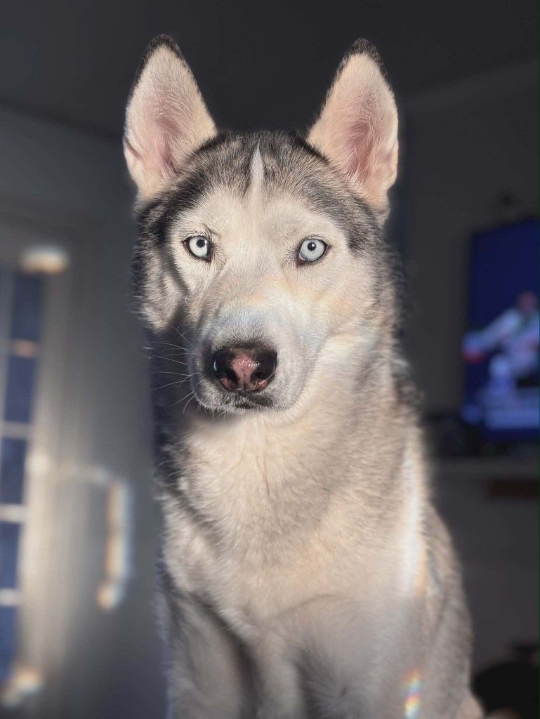 Nuggy - 4 year old Husky