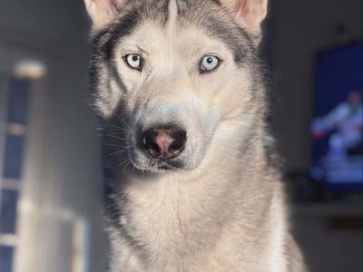 Nuggy - 4 year old Husky