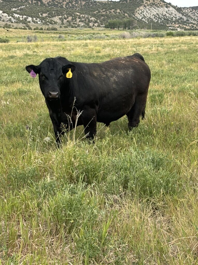 ISO Ranch Lease/pasture Lease