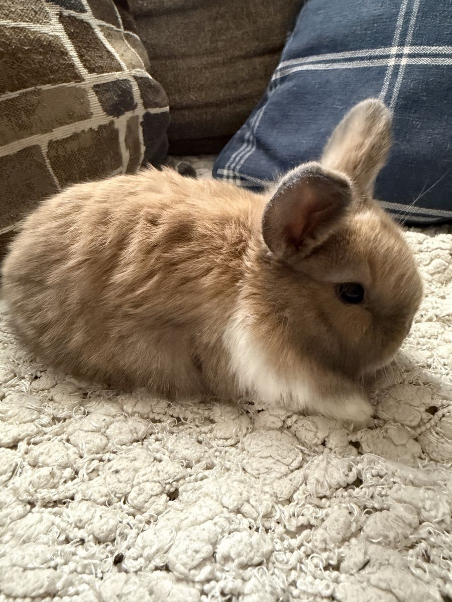 HOLLAND LOPS