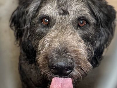 Hello my name is Smokey