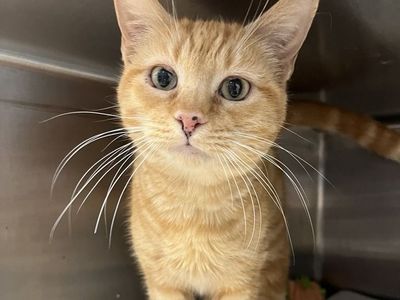 Hello my name is Sunday