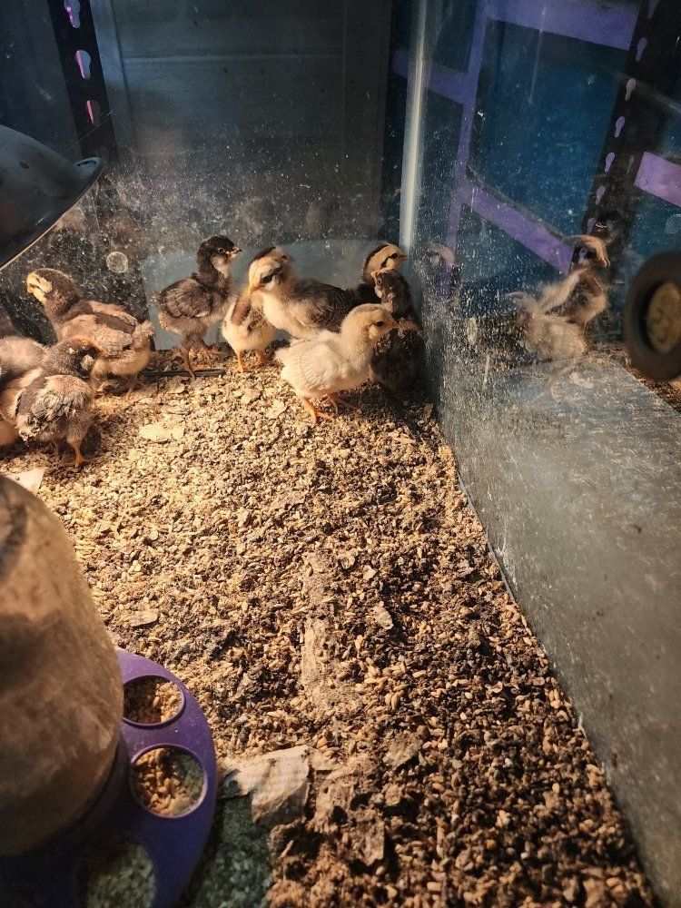 chicks
