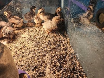 chicks