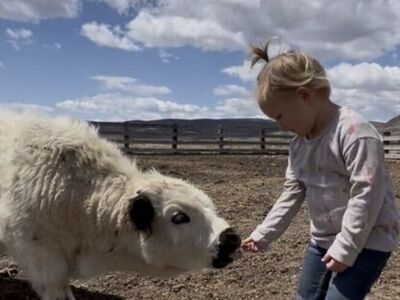 Mini Highlander Bull!