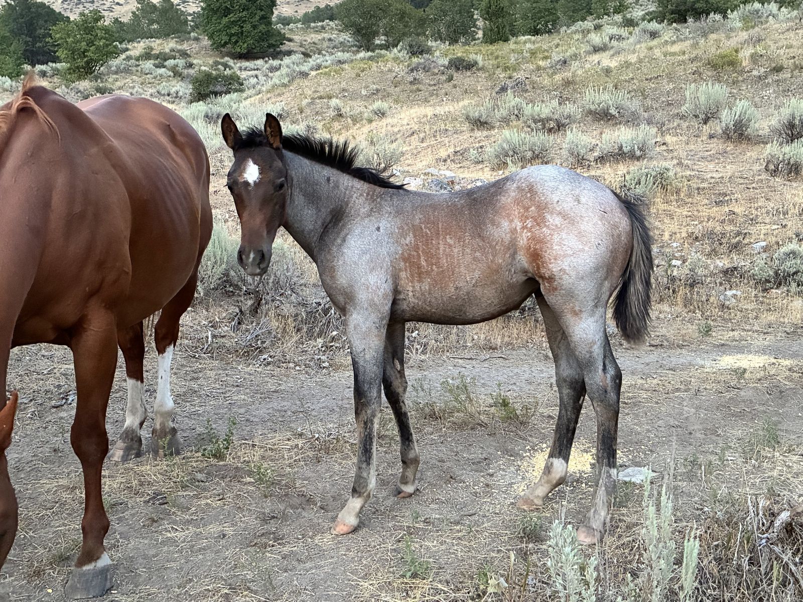 Aqha filly
