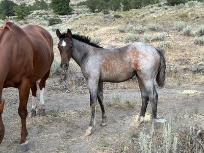 Aqha filly