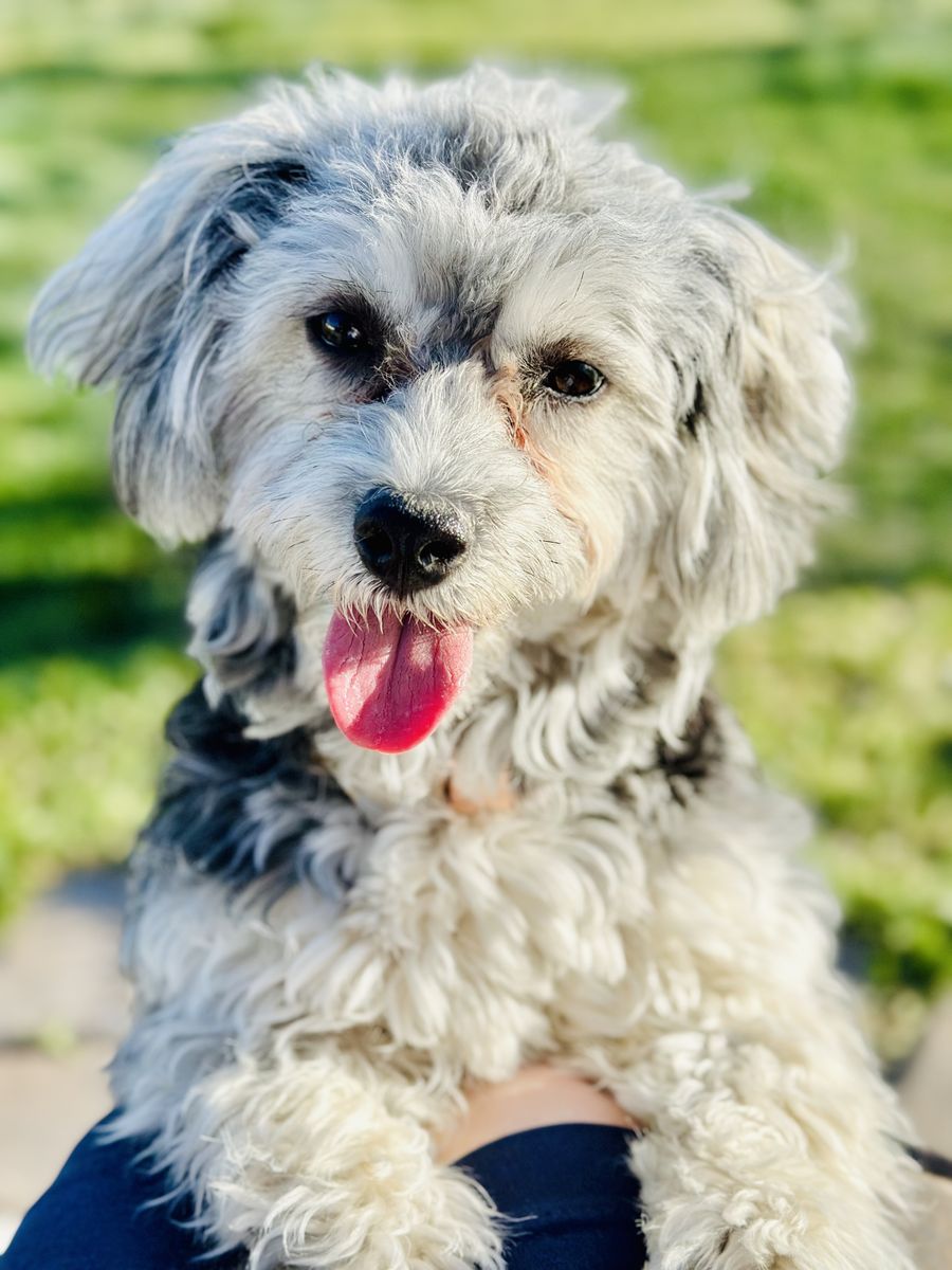 Fun and happy “Dixie” needs a new home!