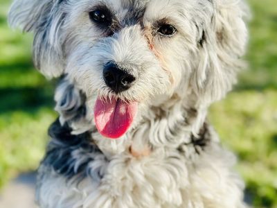 Fun and happy “Dixie” needs a new home!