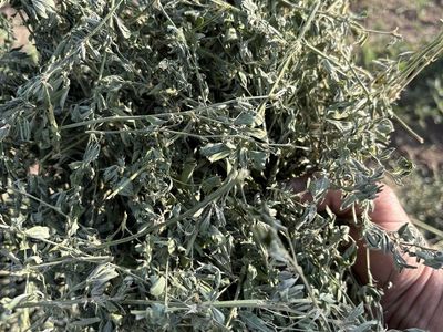 Premium weed free alfalfa