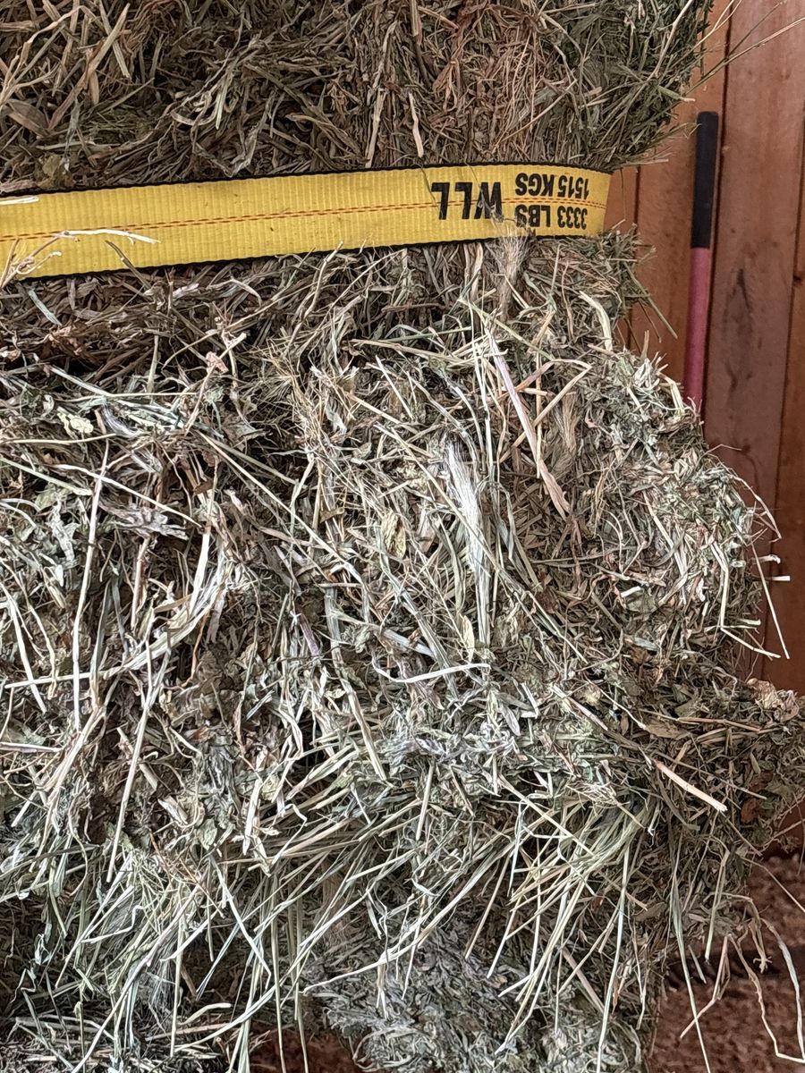 3 by 4 Alfalfa with weeds 