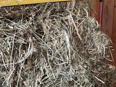 3 by 4 Alfalfa with weeds