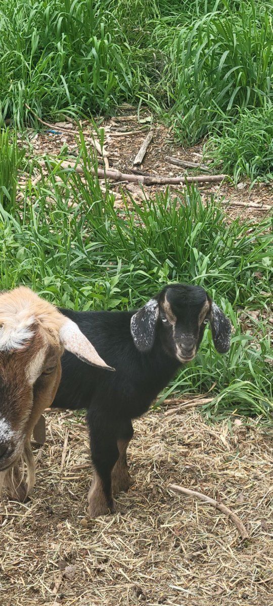 Handsome little blue eyed Buckling available.