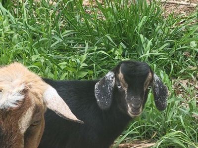 Handsome little blue eyed Buckling available.