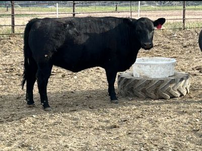 Aberdeen Angus heifer (bred)