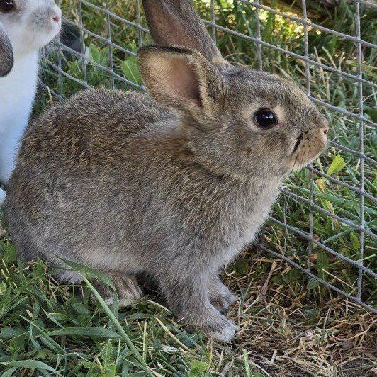 Young Female Rabbit