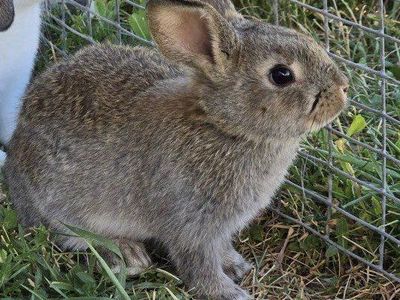 Young Female Rabbit
