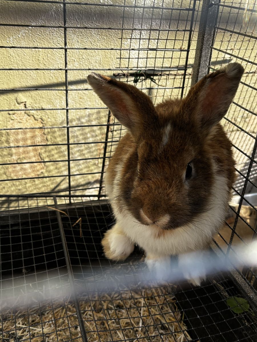Friendly Lionhead Rabbit Willow - Male, Brown and White