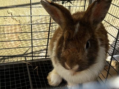 Friendly Lionhead Rabbit Willow - Male, Brown and White