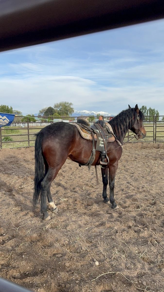 Bay Horse for Sale - Gentle & Well-Trained