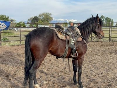 Bay Horse for Sale - Gentle & Well-Trained